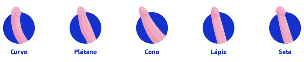 ¿Cuántos tipos de pene existen?